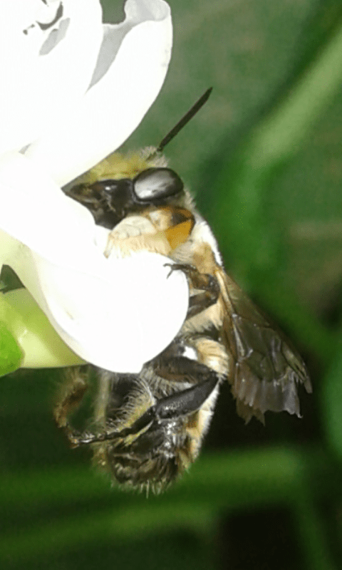 Megachile sp., maschio (Apidae Megachilinae)